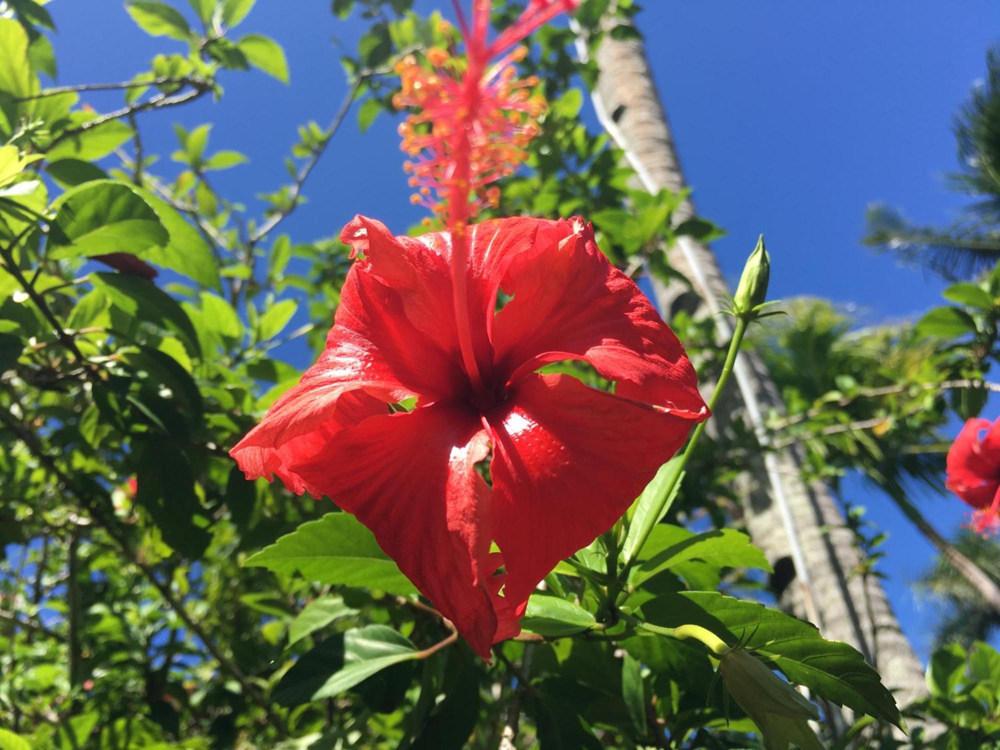 Taveuni Palms Resort Матей Екстер'єр фото